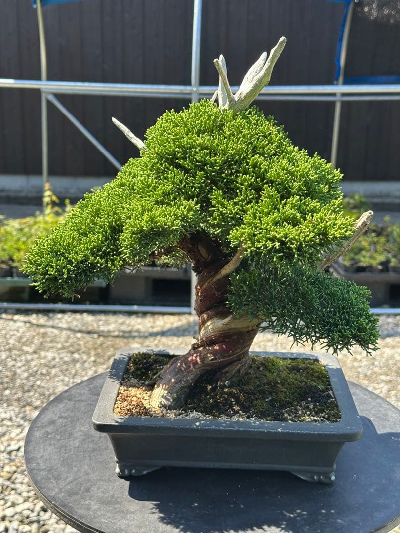 盆栽 糸魚川真柏 太幹 貴風サイズ-1
