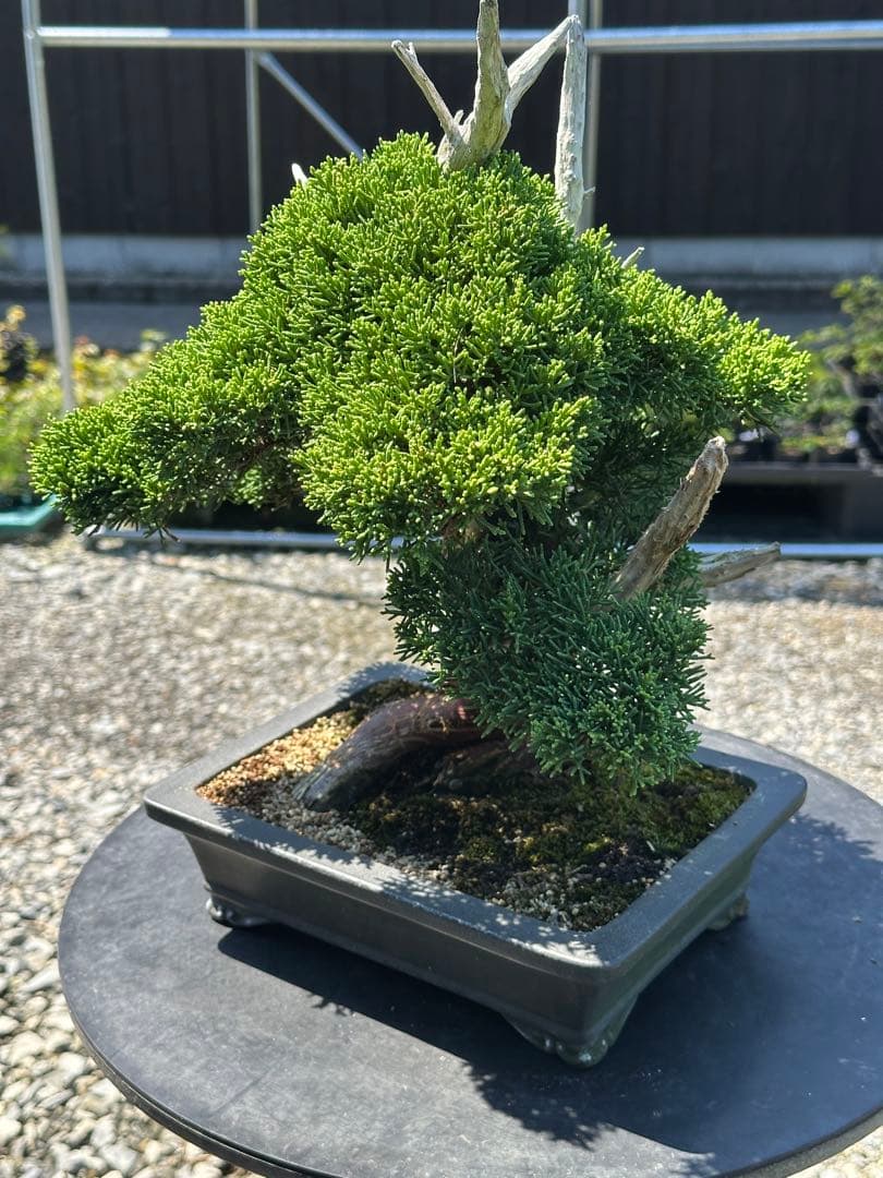 盆栽 糸魚川真柏 太幹 貴風サイズ-1