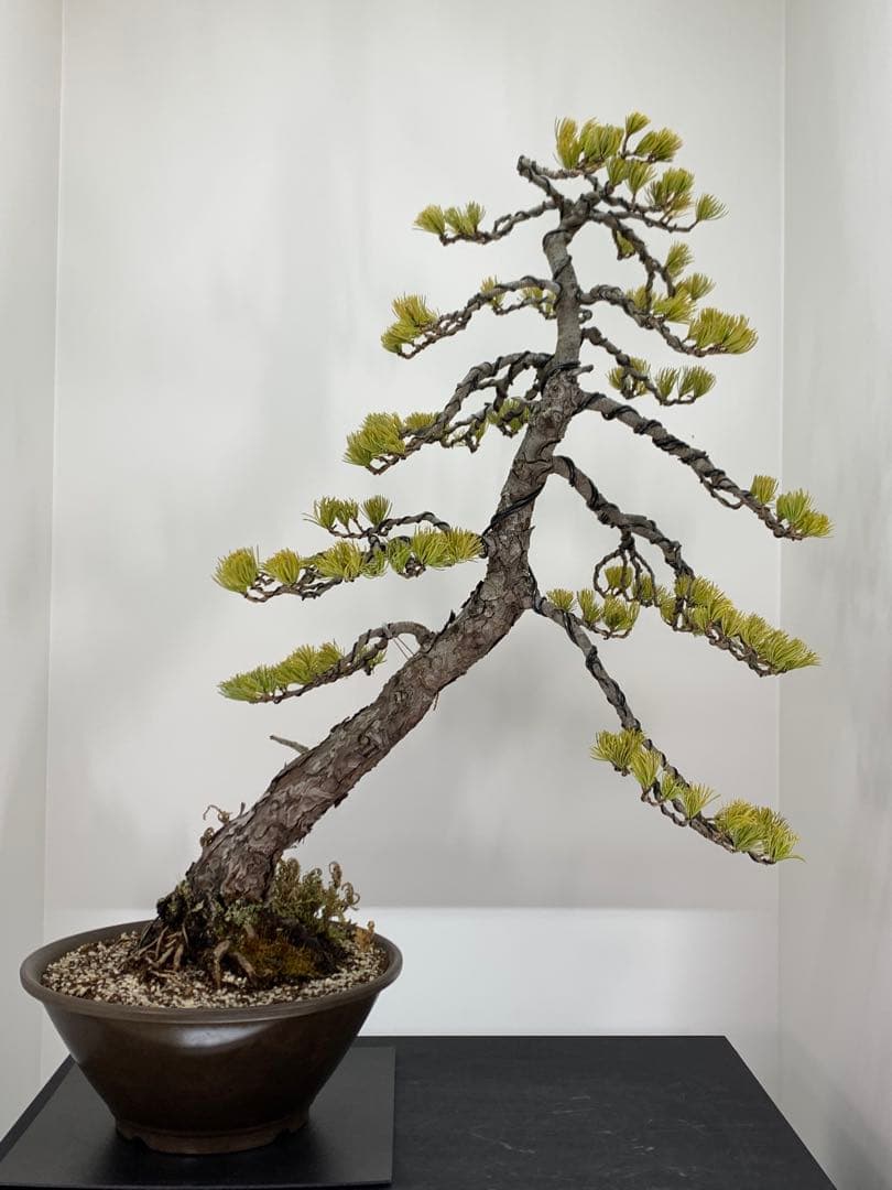 即鑑賞　枝振り豊かな五葉松　樹高約68cm（検索/赤松黒松真柏模様木小品盆栽）