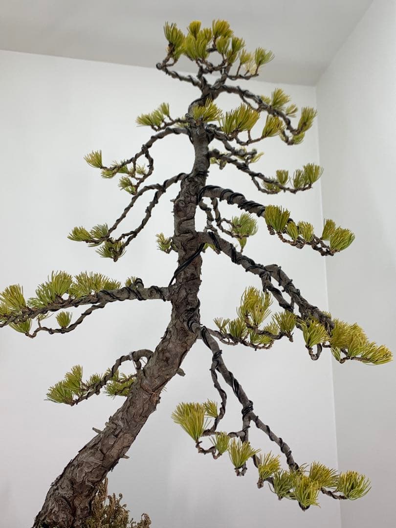 即鑑賞　枝振り豊かな五葉松　樹高約68cm（検索/赤松黒松真柏模様木小品盆栽）