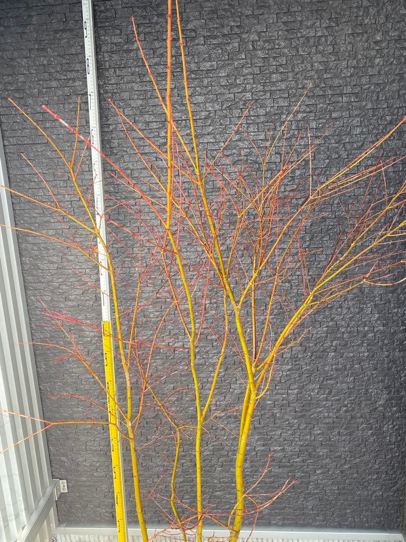 イロハモミジ　株立ち　H1.5m