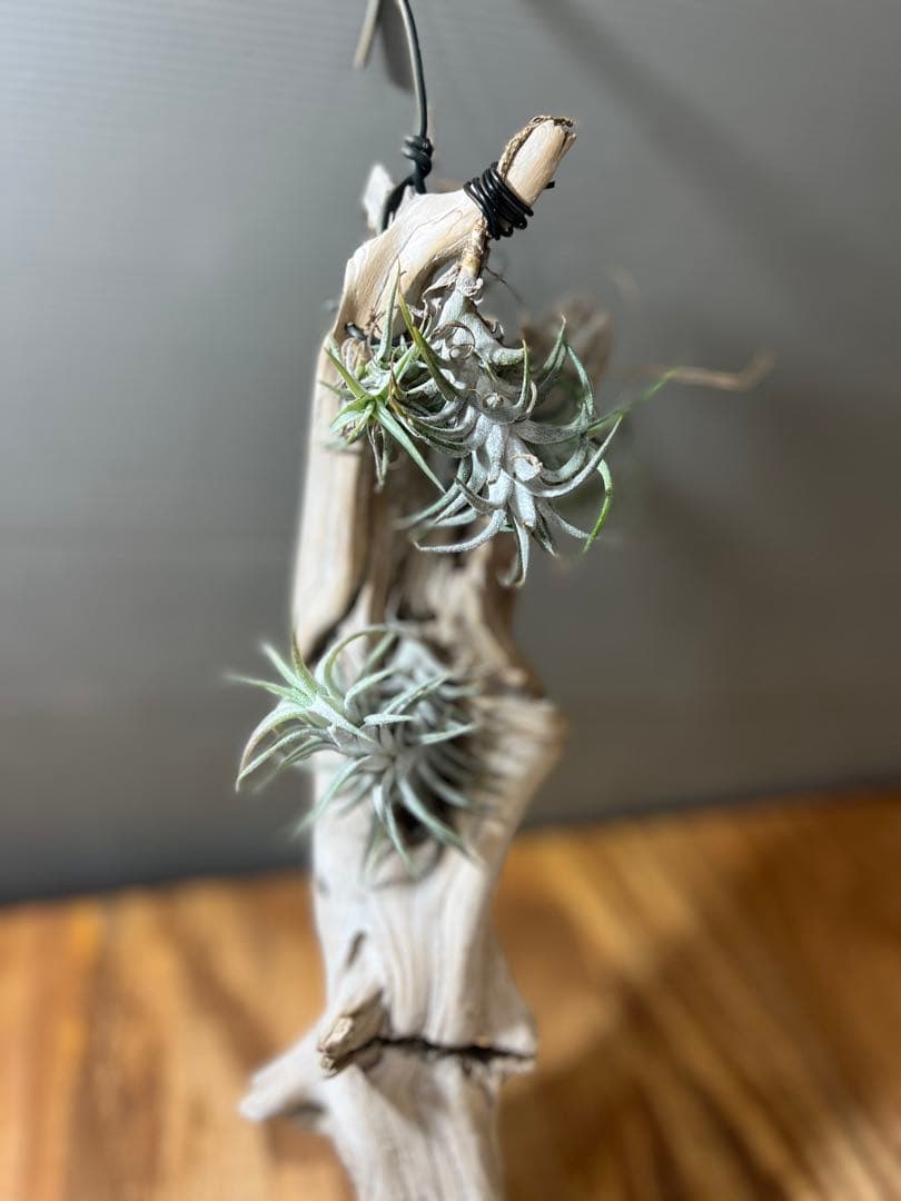 チランジア　イオナンタ　バンハイニンギー　クランプ　流木付き　7個程ついてます