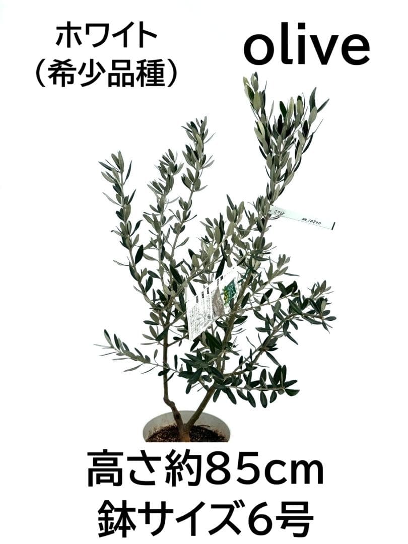 オリーブの木　ホワイト　6号　NO.840　約85cm　希少品種　現品掲載