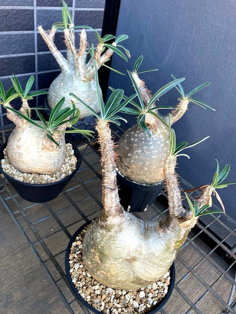グラキリス 中株 塊根植物 黒鉢付き