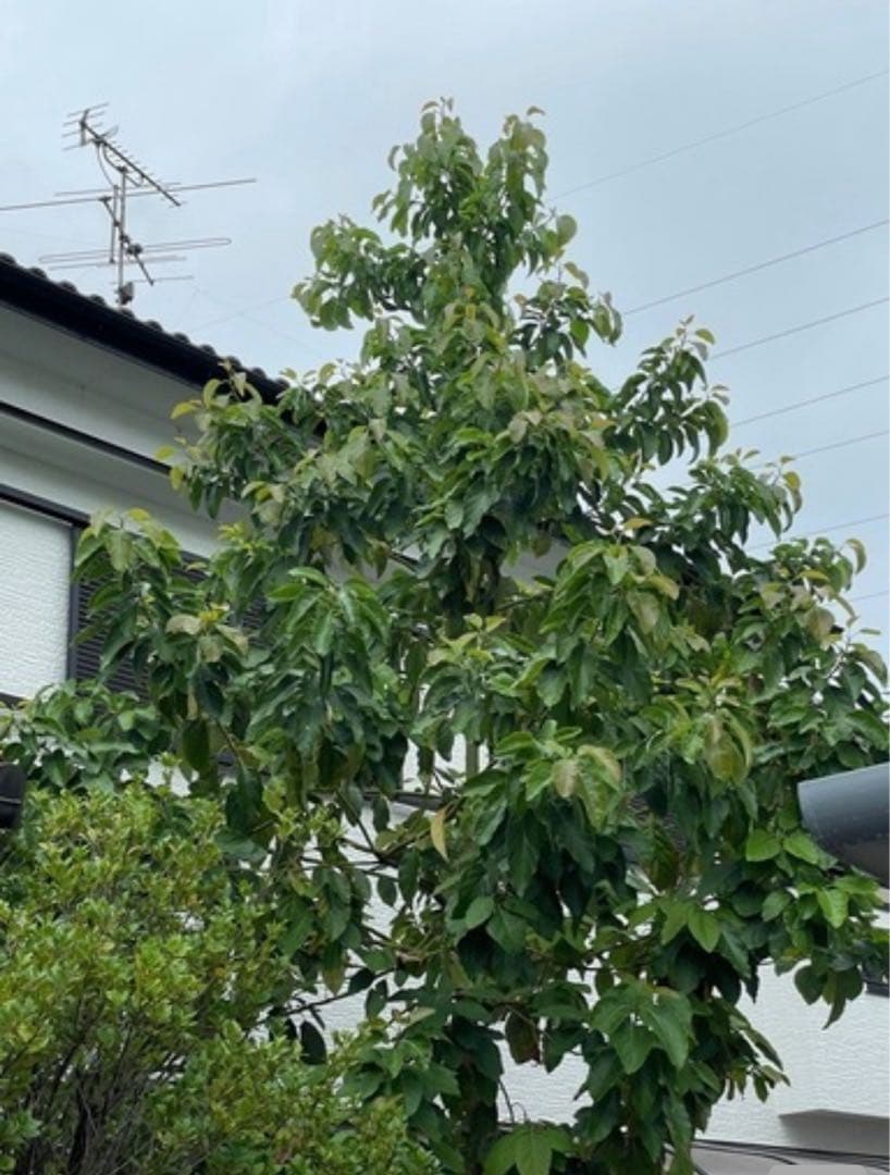 種から育てたアボカドの木　引き取り可能な方！　なるべく早く引き取り先希望