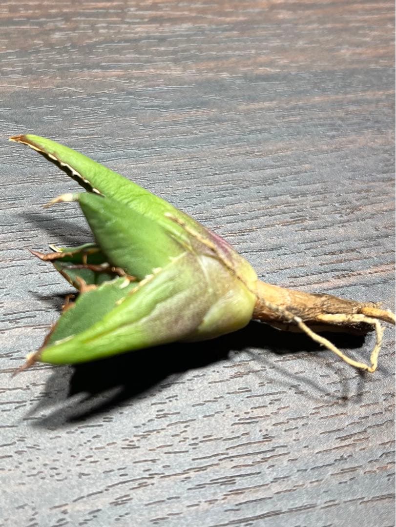 極上 アガベ チタノタ SAD南アフリカダイヤモンド