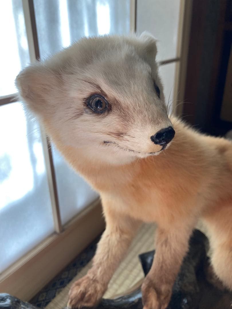 てんの剥製
