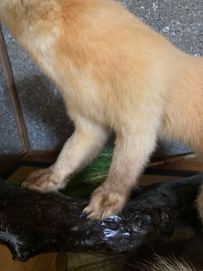 てんの剥製