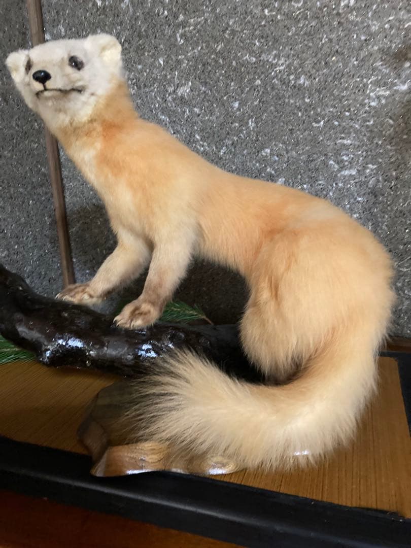 てんの剥製