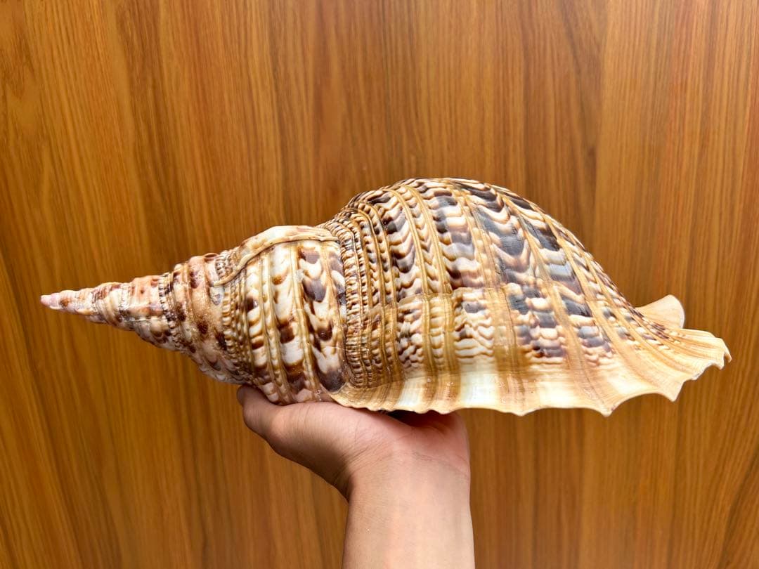 特大　法螺貝38.4cm
