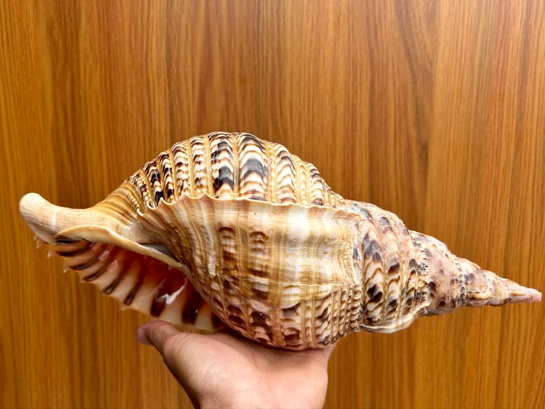 特大　法螺貝38.4cm