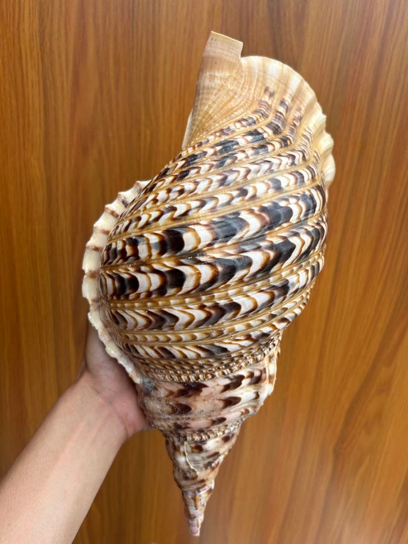 特大　法螺貝38.4cm