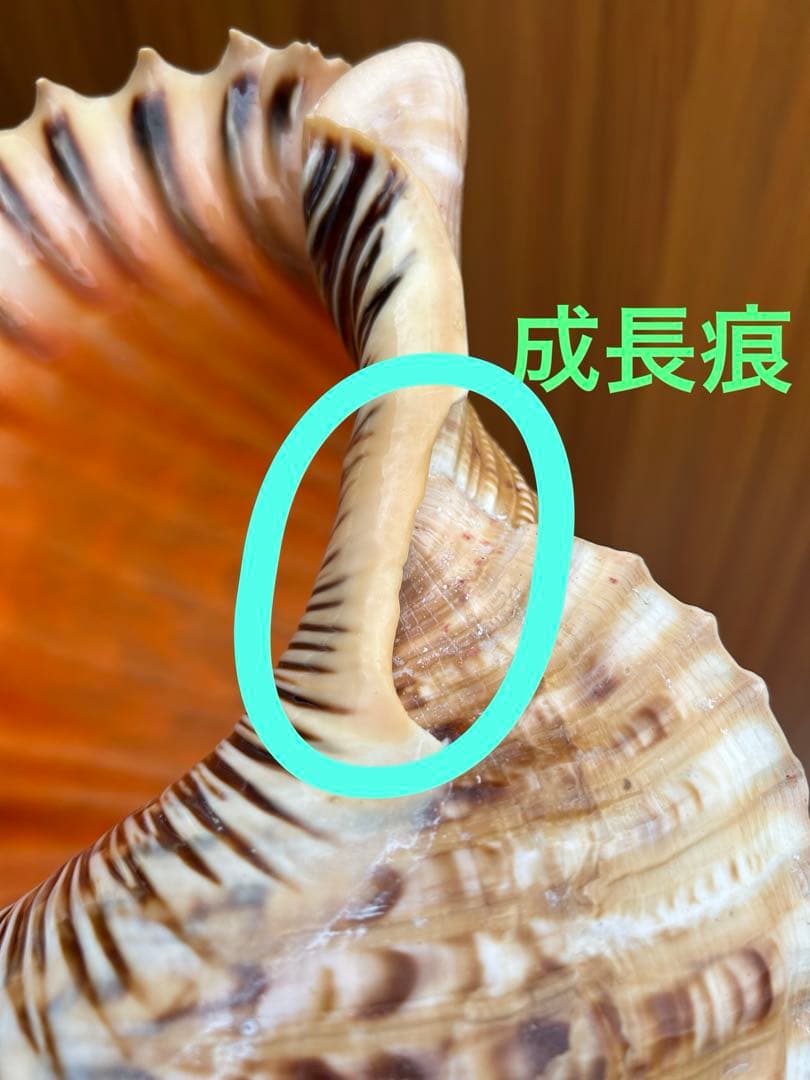 特大　法螺貝38.4cm