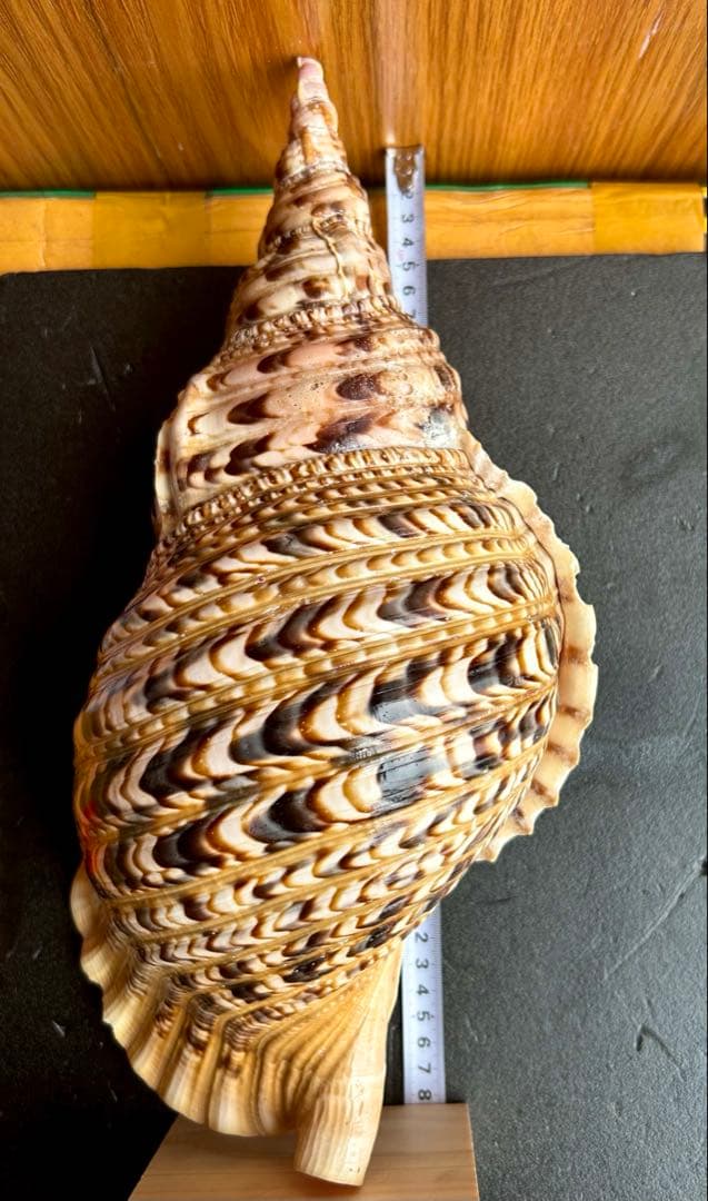 特大　法螺貝38.4cm