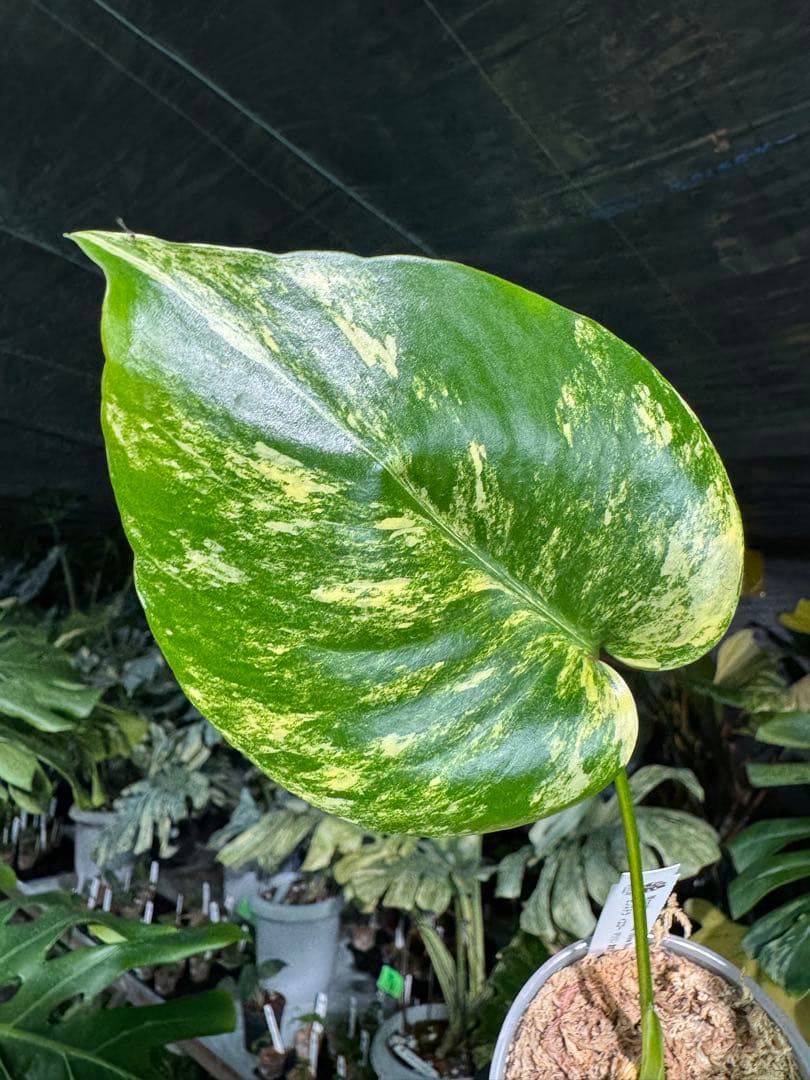 3 モンステラ　イエローマリリン　黄斑入り　送料込み