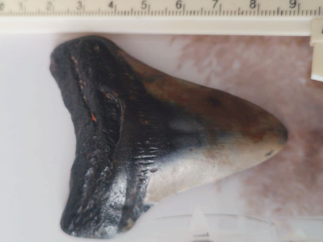 メガロドンの歯の化石A アメリカノースキャロライナの海