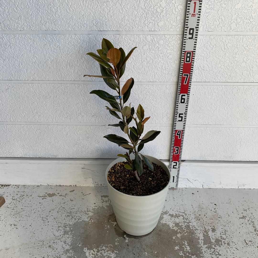 タイサンボク　リトルジェム　約80cm 大山木　希少種　苗木　鉢植え　06