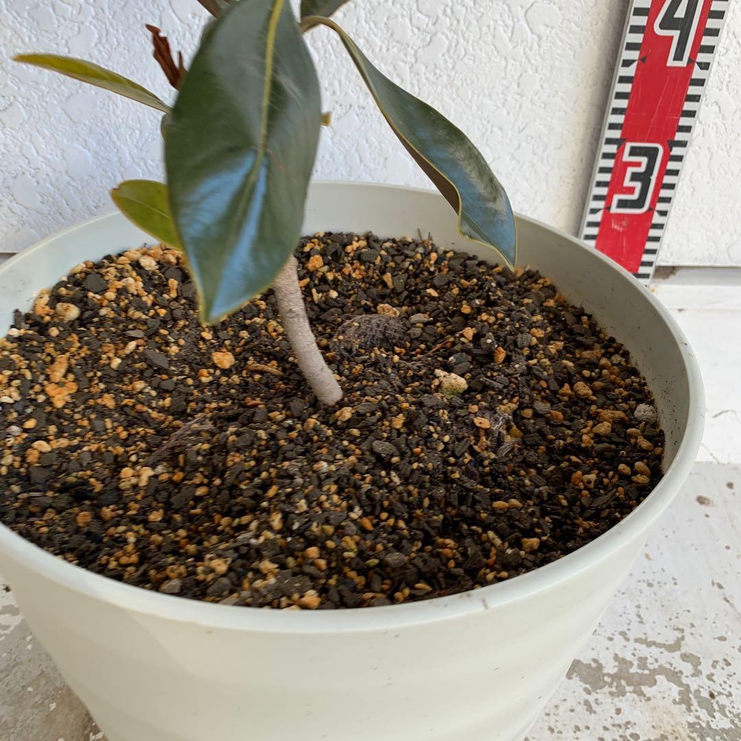 タイサンボク　リトルジェム　約80cm 大山木　希少種　苗木　鉢植え　06