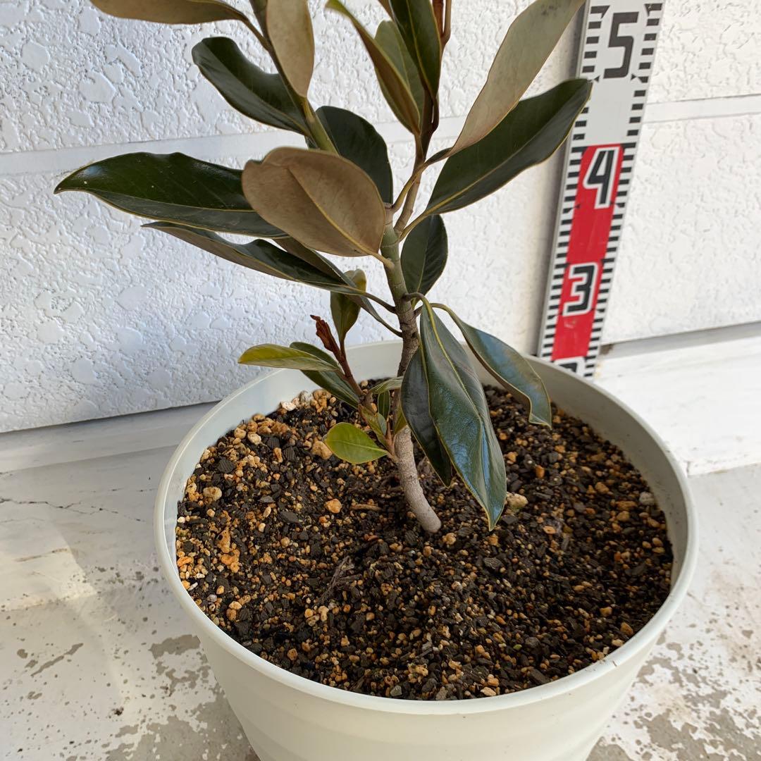 タイサンボク　リトルジェム　約80cm 大山木　希少種　苗木　鉢植え　06