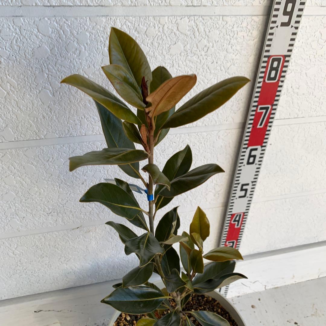 タイサンボク　リトルジェム　約80cm 大山木　希少種　苗木　鉢植え　06