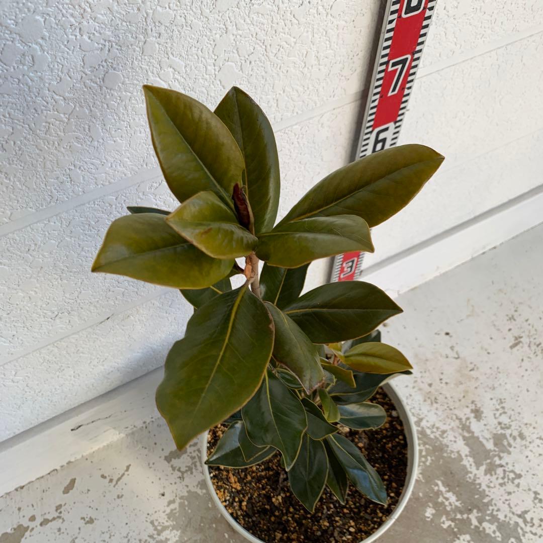タイサンボク　リトルジェム　約80cm 大山木　希少種　苗木　鉢植え　06