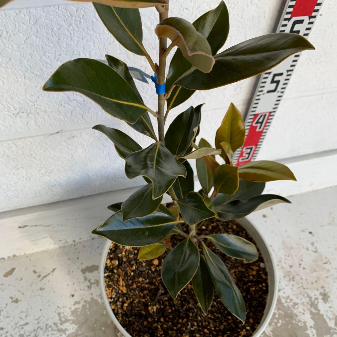 タイサンボク　リトルジェム　約80cm 大山木　希少種　苗木　鉢植え　06