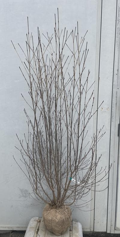 《現品》山法師(ヤマボウシ)株立ち　樹高1.4ｍ（根鉢含まず）15【苗木/植木】