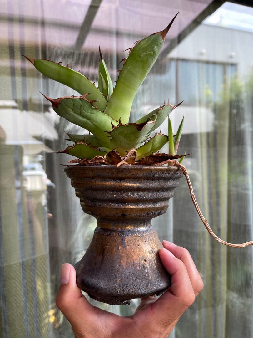 陶器鉢　作家鉢　アガベ　超徒長株付き　ネームド株