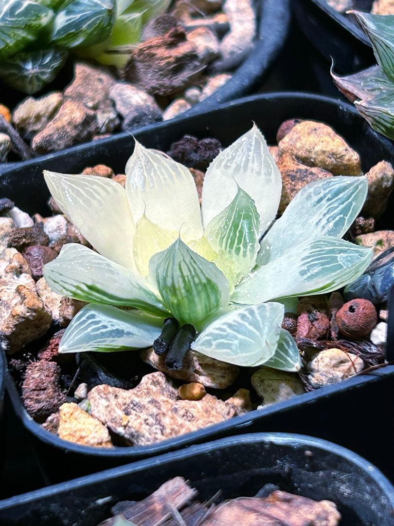 ハオルチア　『白蛇伝』 発根活着済み　葉緑素あり