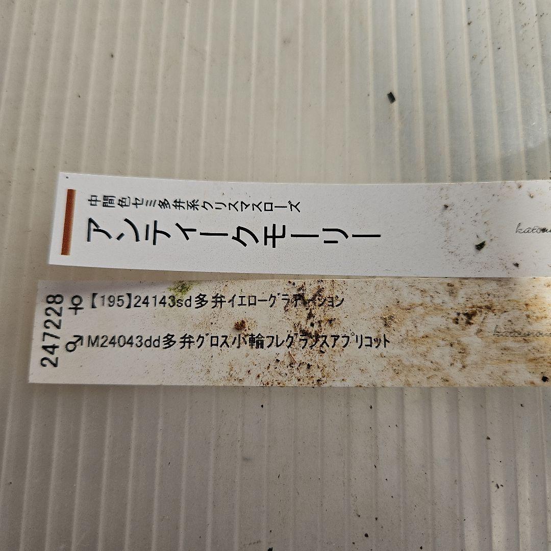ごまたまご様ご購入苗㉖-248クリスマスローズ