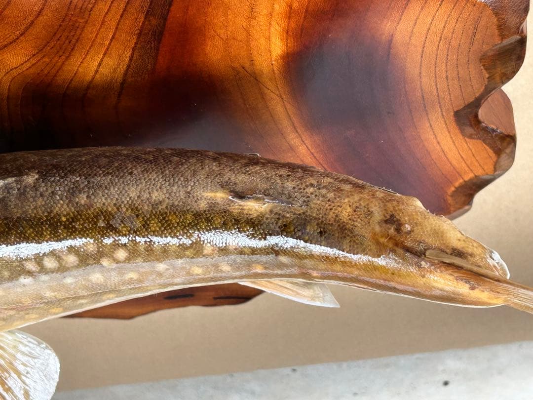 ITO.CRAFT イワナ剥製