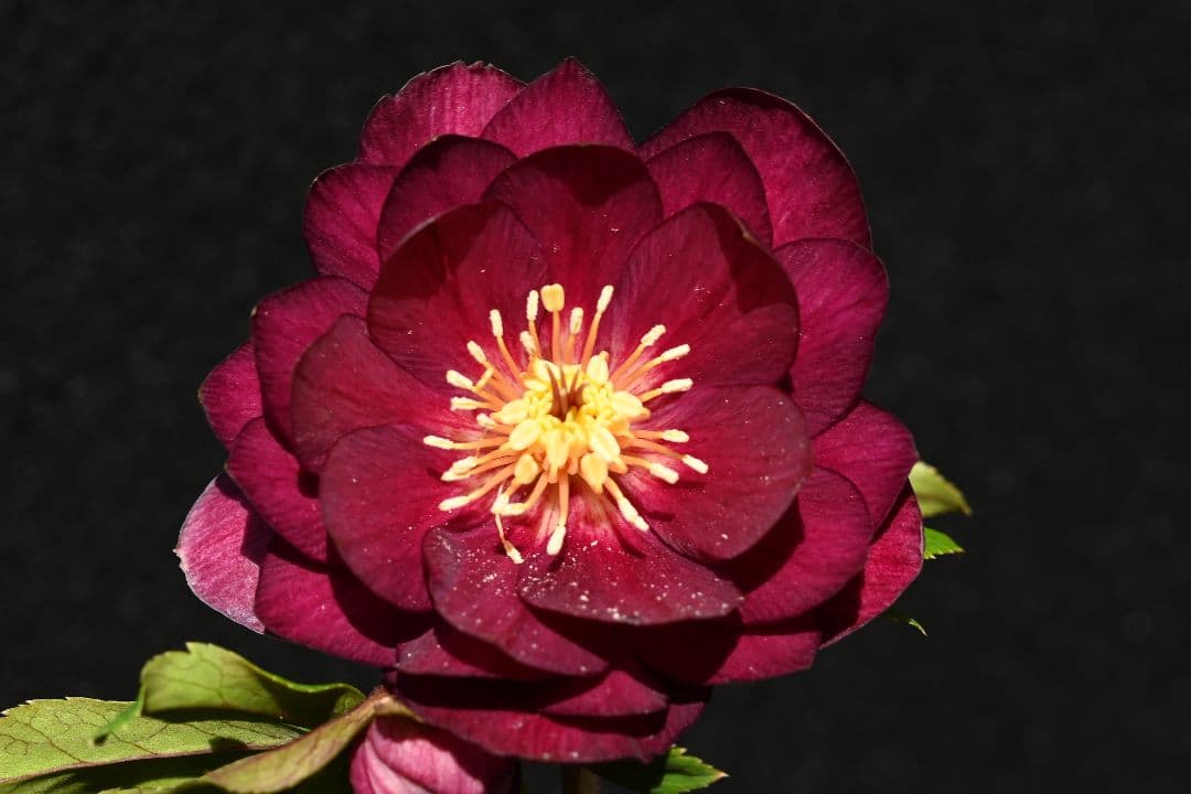 クリスマスローズ　認定グロッシーカラー✩ゴールド　加藤農園