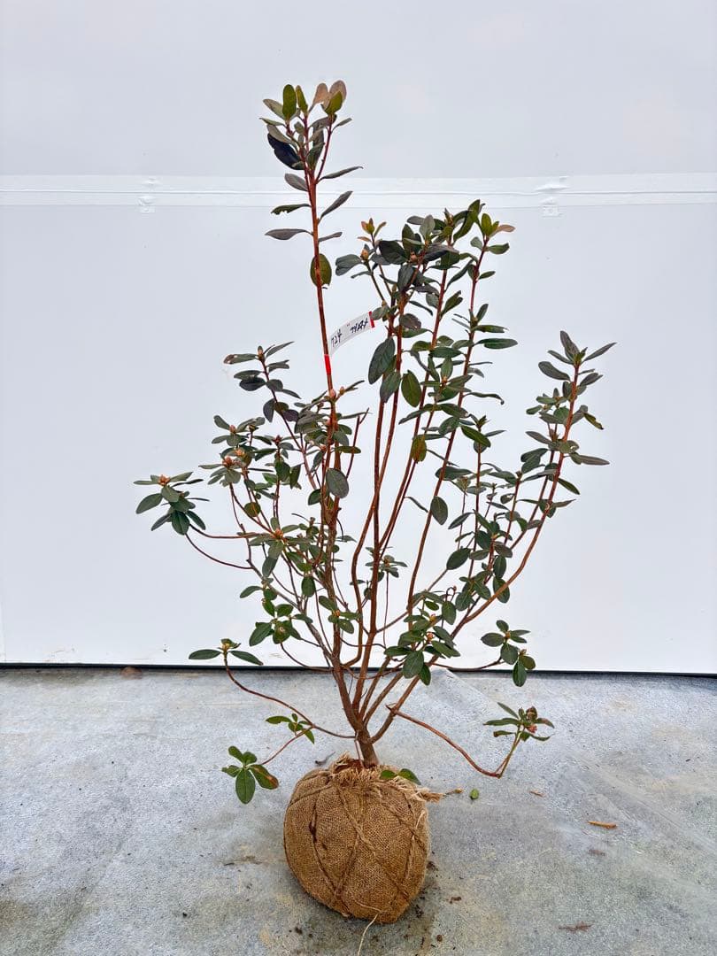 希少品種 良形の極上株 ツツジ フジムスメ 499 樹高80cm位