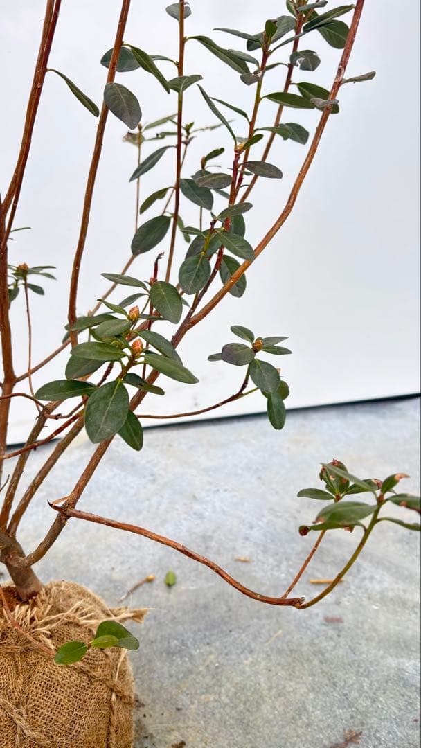 希少品種 良形の極上株 ツツジ フジムスメ 499 樹高80cm位