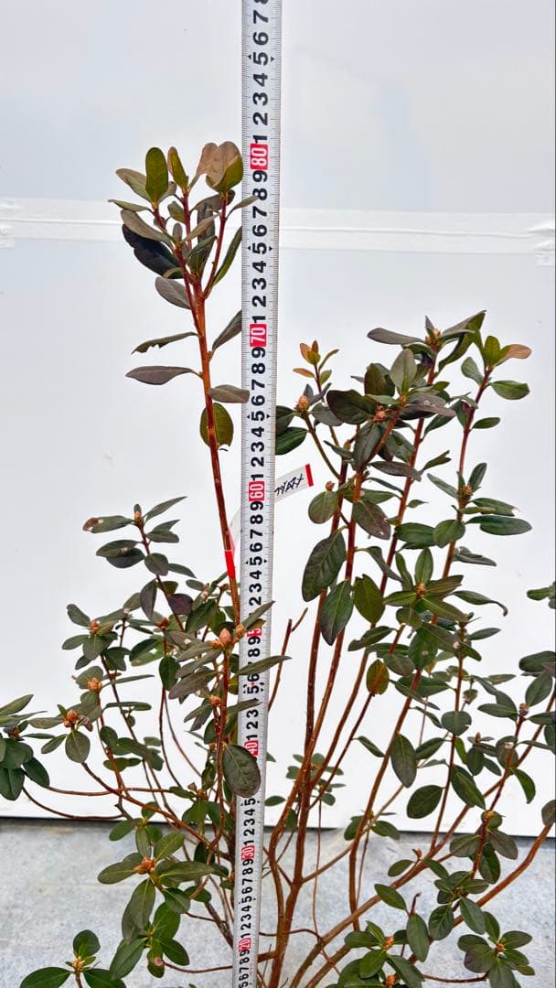 希少品種 良形の極上株 ツツジ フジムスメ 499 樹高80cm位