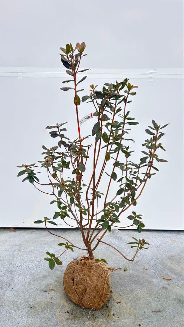 希少品種 良形の極上株 ツツジ フジムスメ 499 樹高80cm位