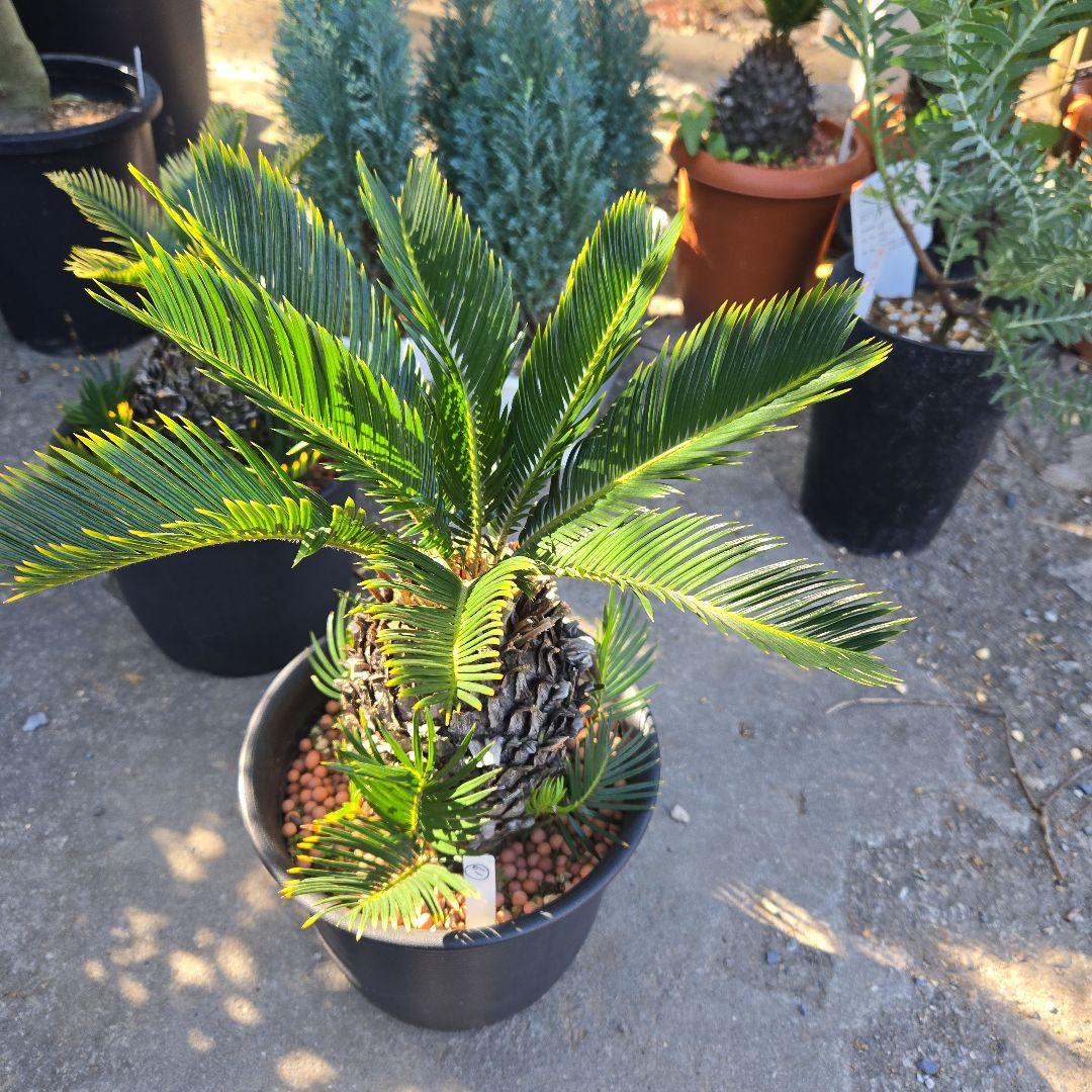 ⑰　金環ソテツ　７号　最高等級極上品‼️不定芽沢山　期間限定セール‼️