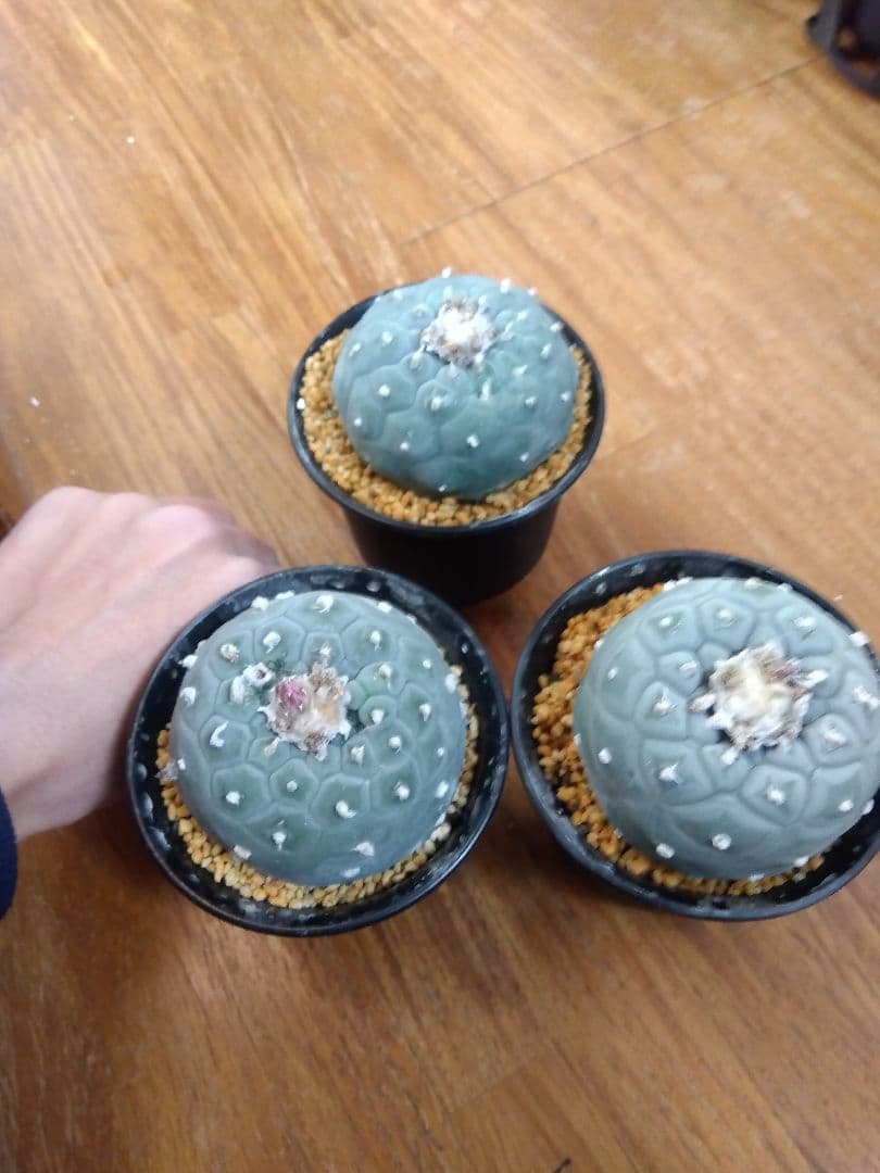 サボテン　銀冠玉　ロフォフォラ　3号鉢つき　大玉3株セット❗　④