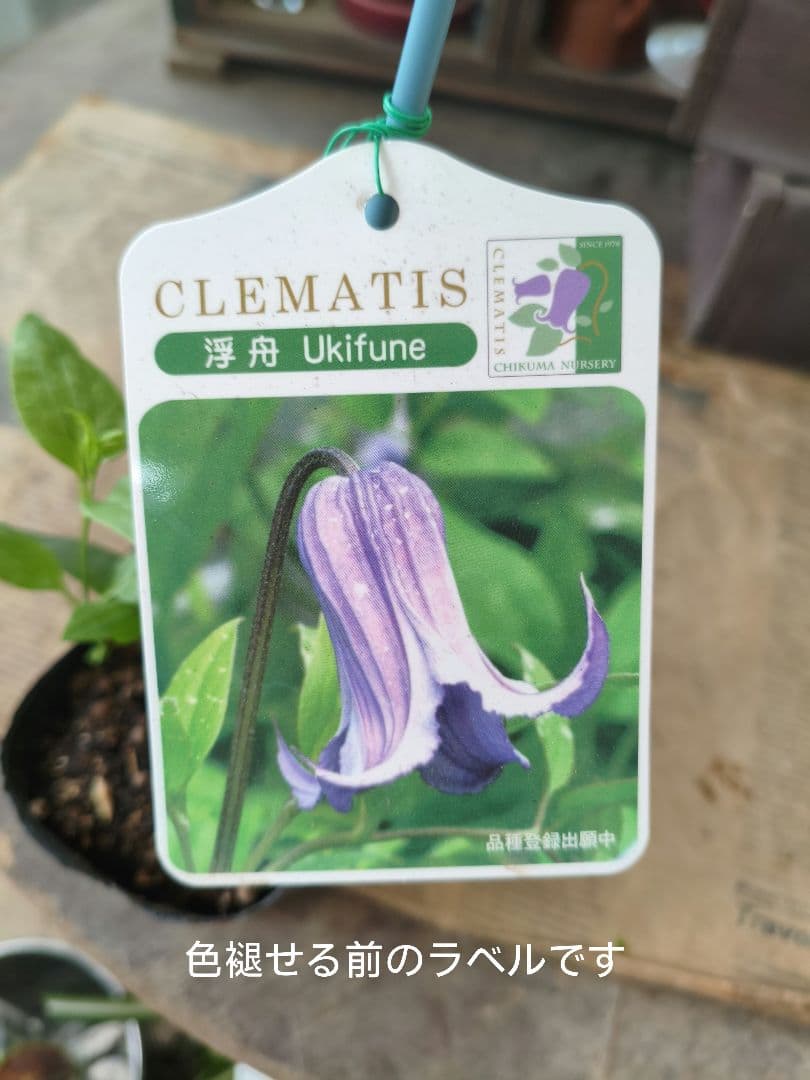 壺型クレマチス【浮舟】3.5寸苗　竹間園芸様育種株