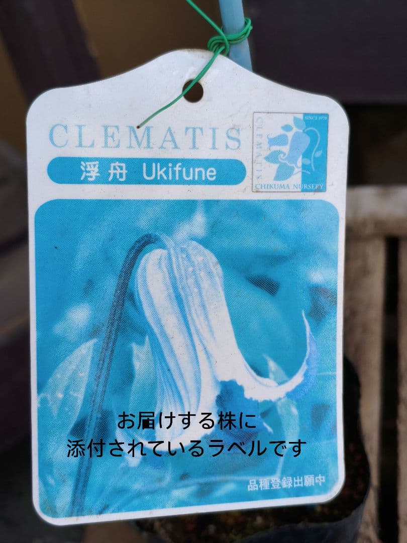 壺型クレマチス【浮舟】3.5寸苗　竹間園芸様育種株