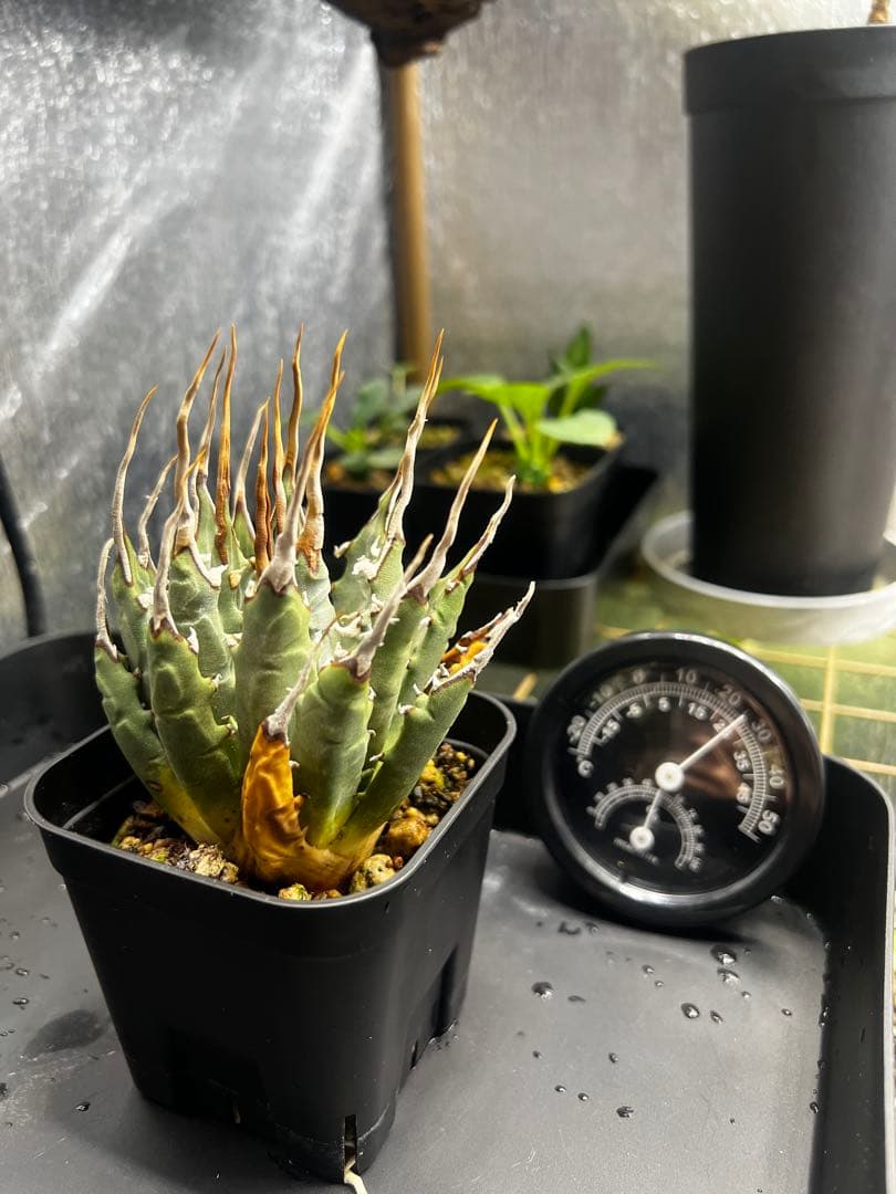 【現地球　発根済】ユタエンシス　エボリスピナ　おまけ付き