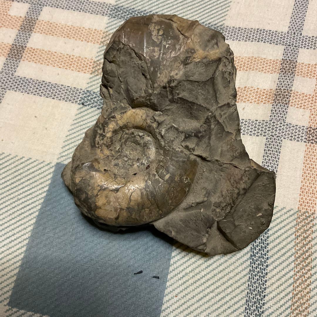 アンモナイトの化石　昭和５３年頃入手。【歴史の研究用に！】