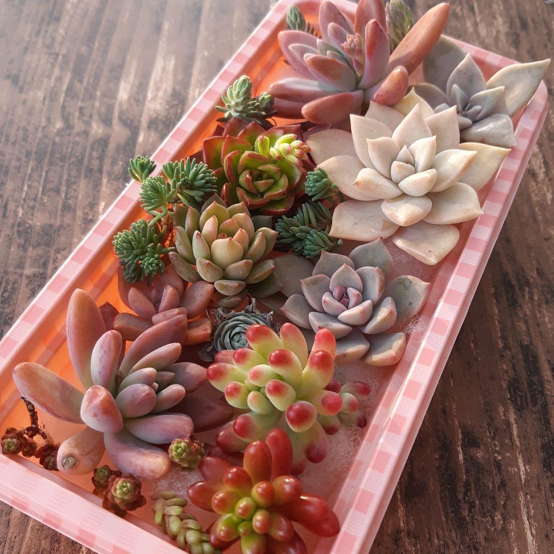 多肉植物⭐小さなカット苗たち⭐Ｄ⭐