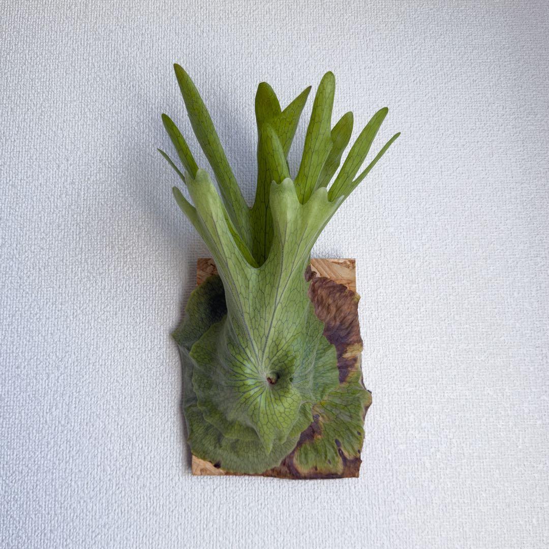 ビカクシダ　スパーバム