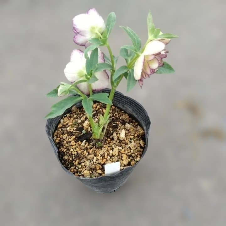 加藤農園。ヘレボルス苗 2本立て。 濃いピンク色の花 。開花株。 No47