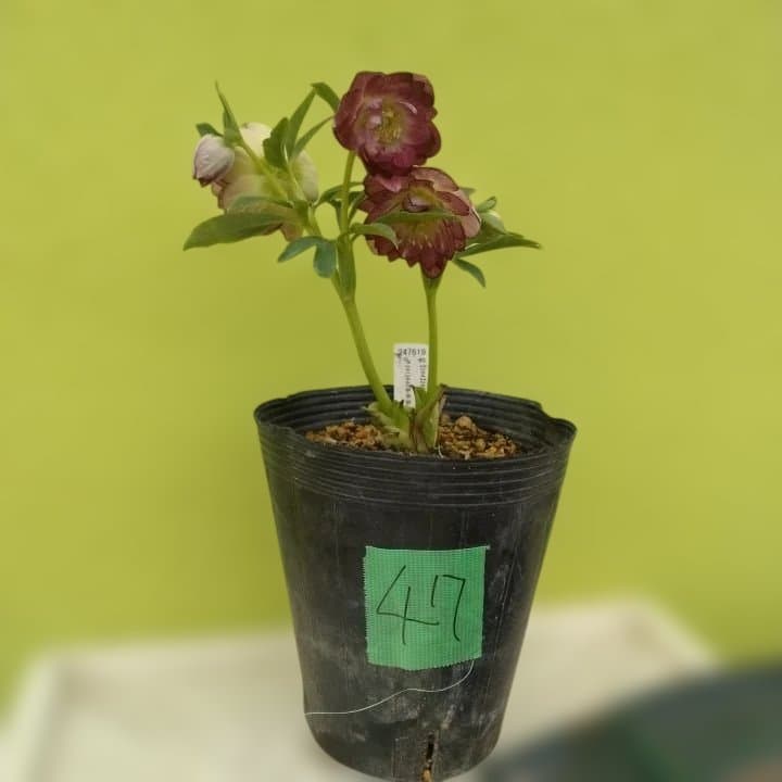 加藤農園。ヘレボルス苗 2本立て。 濃いピンク色の花 。開花株。 No47