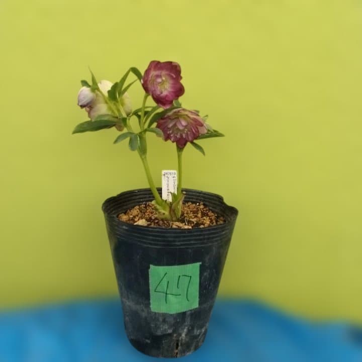 加藤農園。ヘレボルス苗 2本立て。 濃いピンク色の花 。開花株。 No47