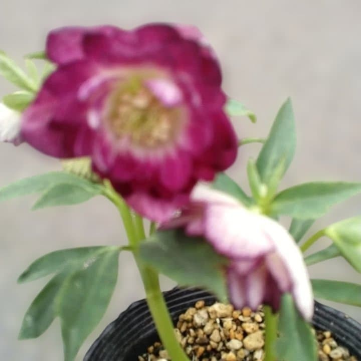 加藤農園。ヘレボルス苗 2本立て。 濃いピンク色の花 。開花株。 No47