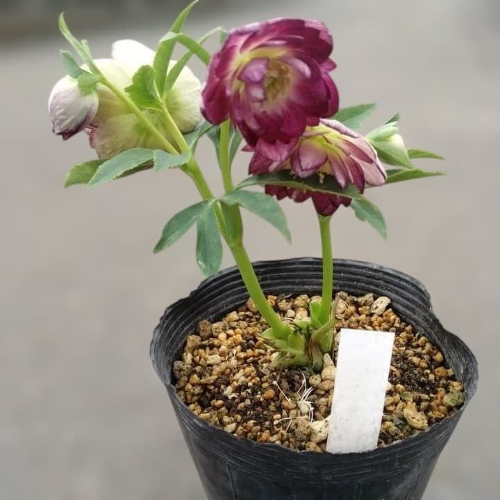 加藤農園。ヘレボルス苗 2本立て。 濃いピンク色の花 。開花株。 No47