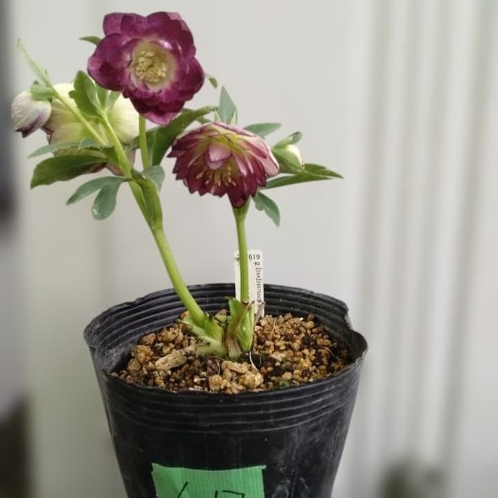 加藤農園。ヘレボルス苗 2本立て。 濃いピンク色の花 。開花株。 No47